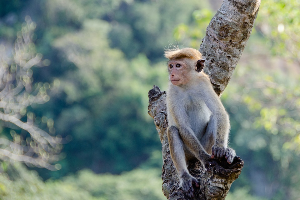 Brotes de virus del mono en Europa y América alertan a la comunidad internacional