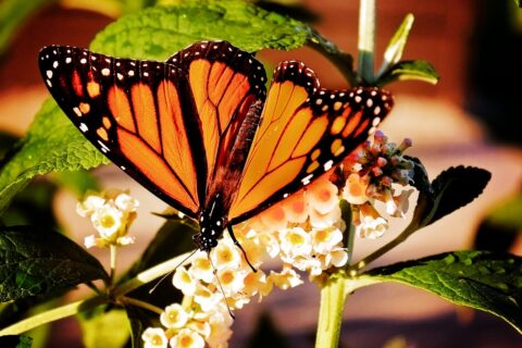 Qué está pasando con la mariposa Monarca: por qué ya no llegan a Edomex