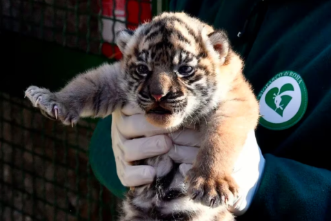 Llega a Italia un raro ejemplar de tigre de Sumatra, hay menos de 600 ejemplares